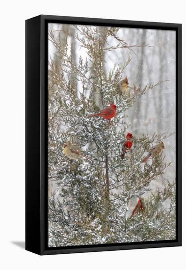 Northern cardinal males and females in red cedar tree in winter snow, Marion County, Illinois.-Richard & Susan Day-Framed Premier Image Canvas
