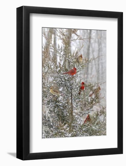 Northern cardinal males and females in red cedar tree in winter snow, Marion County, Illinois.-Richard & Susan Day-Framed Photographic Print