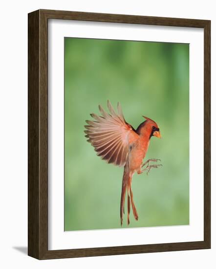 Northern Cardinal, New Braunfels, Hill Country, Texas, USA-Rolf Nussbaumer-Framed Photographic Print