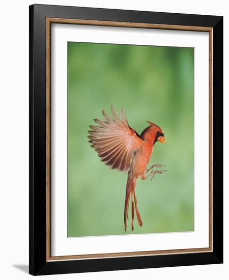 Northern Cardinal, New Braunfels, Hill Country, Texas, USA-Rolf Nussbaumer-Framed Photographic Print