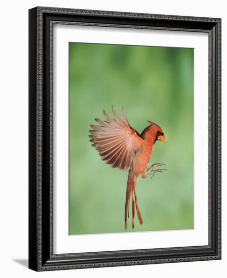 Northern Cardinal, New Braunfels, Hill Country, Texas, USA-Rolf Nussbaumer-Framed Photographic Print