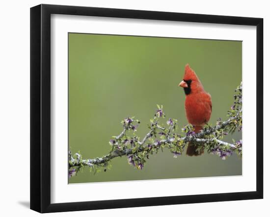 Northern Cardinal on Blooming Guayacan, Rio Grande Valley, Texas, USA-Rolf Nussbaumer-Framed Photographic Print