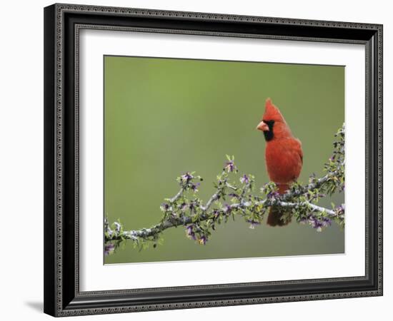 Northern Cardinal on Blooming Guayacan, Rio Grande Valley, Texas, USA-Rolf Nussbaumer-Framed Photographic Print