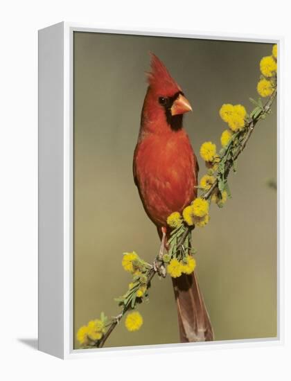Northern Cardinal on Blooming Huisache, Lake Corpus Christi, Texas, USA-Rolf Nussbaumer-Framed Premier Image Canvas