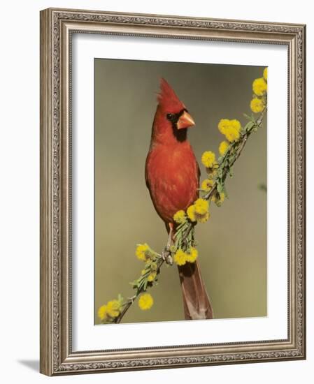Northern Cardinal on Blooming Huisache, Lake Corpus Christi, Texas, USA-Rolf Nussbaumer-Framed Photographic Print