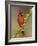 Northern Cardinal on Blooming Huisache, Lake Corpus Christi, Texas, USA-Rolf Nussbaumer-Framed Photographic Print