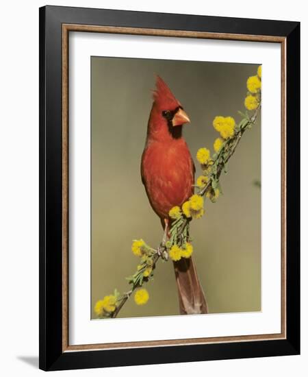 Northern Cardinal on Blooming Huisache, Lake Corpus Christi, Texas, USA-Rolf Nussbaumer-Framed Photographic Print