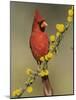 Northern Cardinal on Blooming Huisache, Lake Corpus Christi, Texas, USA-Rolf Nussbaumer-Mounted Photographic Print