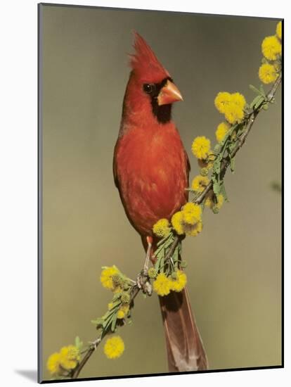 Northern Cardinal on Blooming Huisache, Lake Corpus Christi, Texas, USA-Rolf Nussbaumer-Mounted Photographic Print