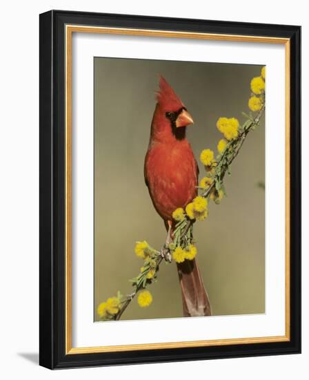 Northern Cardinal on Blooming Huisache, Lake Corpus Christi, Texas, USA-Rolf Nussbaumer-Framed Photographic Print