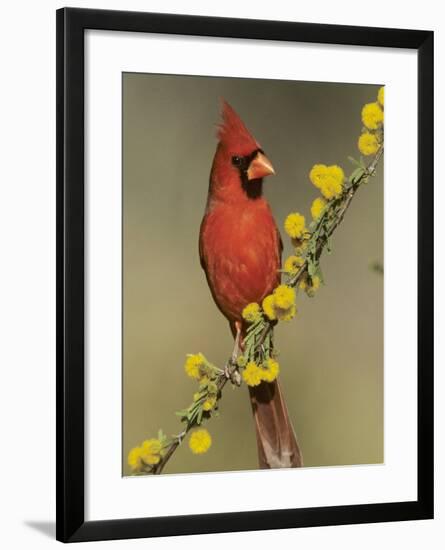 Northern Cardinal on Blooming Huisache, Lake Corpus Christi, Texas, USA-Rolf Nussbaumer-Framed Photographic Print