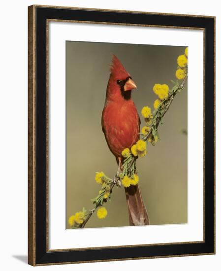 Northern Cardinal on Blooming Huisache, Lake Corpus Christi, Texas, USA-Rolf Nussbaumer-Framed Photographic Print