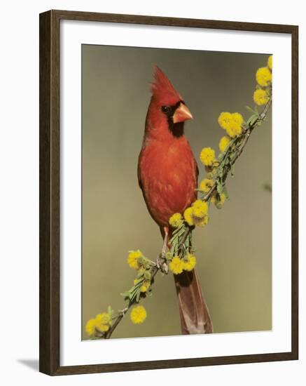 Northern Cardinal on Blooming Huisache, Lake Corpus Christi, Texas, USA-Rolf Nussbaumer-Framed Photographic Print