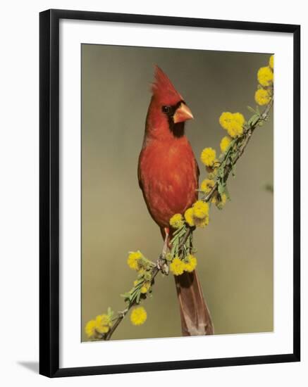 Northern Cardinal on Blooming Huisache, Lake Corpus Christi, Texas, USA-Rolf Nussbaumer-Framed Photographic Print