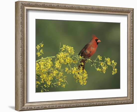 Northern Cardinal on Blooming Paloverde, Rio Grande Valley, Texas, USA-Rolf Nussbaumer-Framed Photographic Print