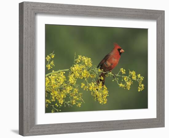 Northern Cardinal on Blooming Paloverde, Rio Grande Valley, Texas, USA-Rolf Nussbaumer-Framed Photographic Print