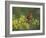 Northern Cardinal on Blooming Paloverde, Rio Grande Valley, Texas, USA-Rolf Nussbaumer-Framed Photographic Print