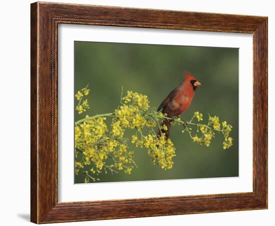 Northern Cardinal on Blooming Paloverde, Rio Grande Valley, Texas, USA-Rolf Nussbaumer-Framed Photographic Print