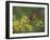 Northern Cardinal on Blooming Paloverde, Rio Grande Valley, Texas, USA-Rolf Nussbaumer-Framed Photographic Print