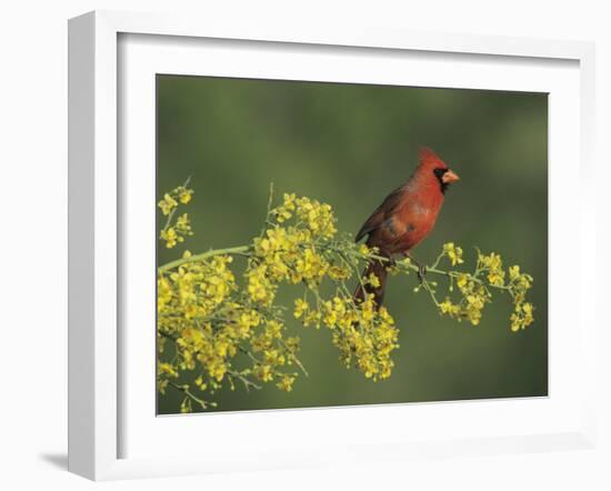 Northern Cardinal on Blooming Paloverde, Rio Grande Valley, Texas, USA-Rolf Nussbaumer-Framed Photographic Print