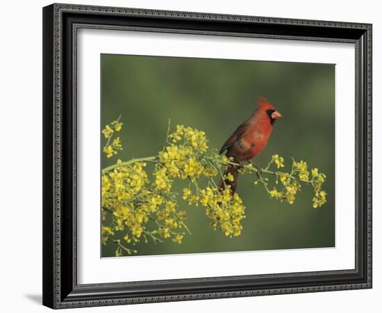 Northern Cardinal on Blooming Paloverde, Rio Grande Valley, Texas, USA-Rolf Nussbaumer-Framed Photographic Print