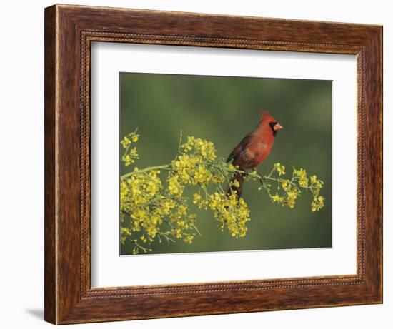 Northern Cardinal on Blooming Paloverde, Rio Grande Valley, Texas, USA-Rolf Nussbaumer-Framed Photographic Print