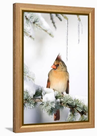 Northern Cardinal on Blue Atlas Cedar in Winter, Marion, Illinois, Usa-Richard ans Susan Day-Framed Premier Image Canvas