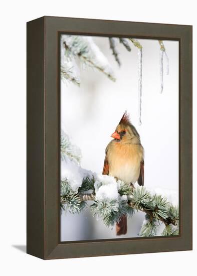 Northern Cardinal on Blue Atlas Cedar in Winter, Marion, Illinois, Usa-Richard ans Susan Day-Framed Premier Image Canvas