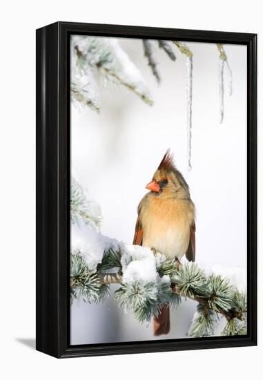 Northern Cardinal on Blue Atlas Cedar in Winter, Marion, Illinois, Usa-Richard ans Susan Day-Framed Premier Image Canvas