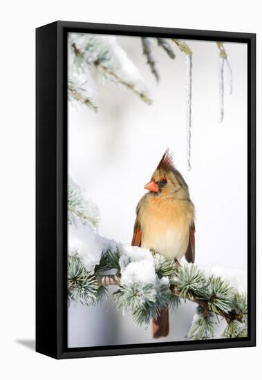 Northern Cardinal on Blue Atlas Cedar in Winter, Marion, Illinois, Usa-Richard ans Susan Day-Framed Premier Image Canvas