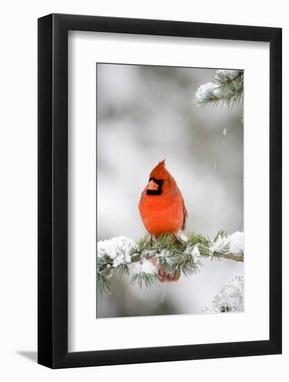 Northern Cardinal on Blue Atlas Cedar in Winter, Marion, Illinois, Usa-Richard ans Susan Day-Framed Photographic Print