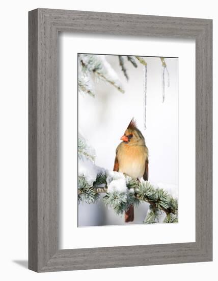 Northern Cardinal on Blue Atlas Cedar in Winter, Marion, Illinois, Usa-Richard ans Susan Day-Framed Photographic Print