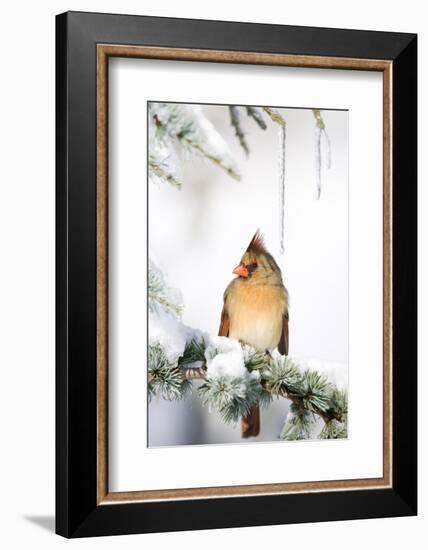 Northern Cardinal on Blue Atlas Cedar in Winter, Marion, Illinois, Usa-Richard ans Susan Day-Framed Photographic Print