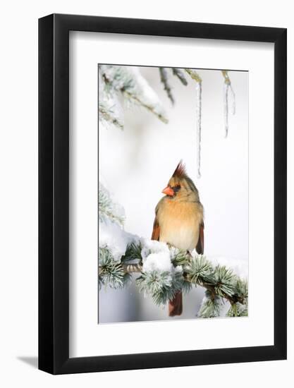 Northern Cardinal on Blue Atlas Cedar in Winter, Marion, Illinois, Usa-Richard ans Susan Day-Framed Photographic Print