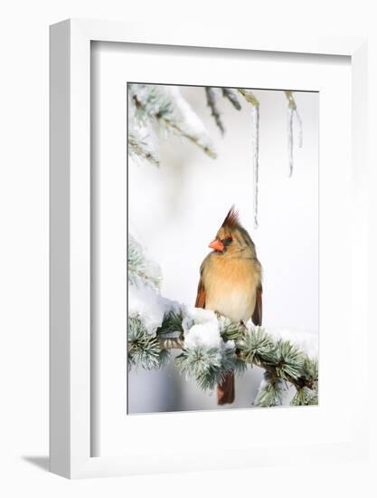 Northern Cardinal on Blue Atlas Cedar in Winter, Marion, Illinois, Usa-Richard ans Susan Day-Framed Photographic Print