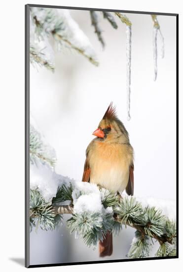 Northern Cardinal on Blue Atlas Cedar in Winter, Marion, Illinois, Usa-Richard ans Susan Day-Mounted Photographic Print