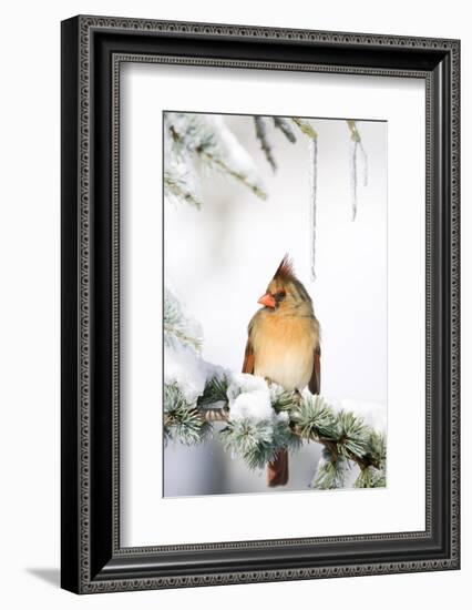 Northern Cardinal on Blue Atlas Cedar in Winter, Marion, Illinois, Usa-Richard ans Susan Day-Framed Photographic Print