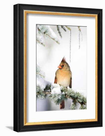 Northern Cardinal on Blue Atlas Cedar in Winter, Marion, Illinois, Usa-Richard ans Susan Day-Framed Photographic Print