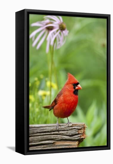 Northern Cardinal on Fence Post by Coneflowers, Marion, Illinois, Usa-Richard ans Susan Day-Framed Premier Image Canvas