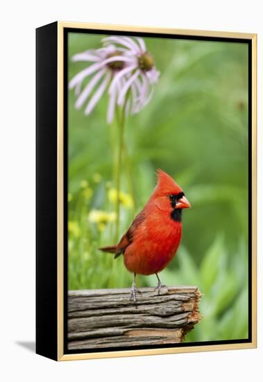 Northern Cardinal on Fence Post by Coneflowers, Marion, Illinois, Usa-Richard ans Susan Day-Framed Premier Image Canvas