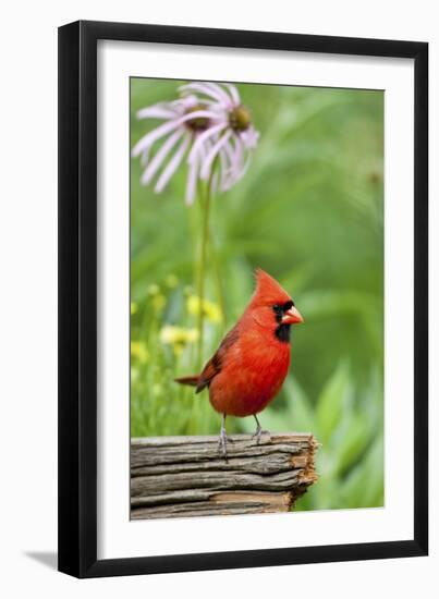 Northern Cardinal on Fence Post by Coneflowers, Marion, Illinois, Usa-Richard ans Susan Day-Framed Photographic Print