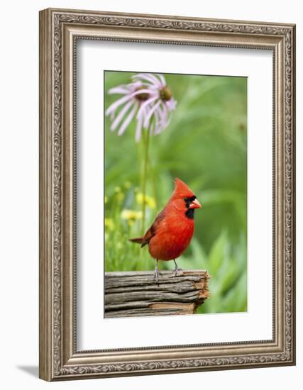 Northern Cardinal on Fence Post by Coneflowers, Marion, Illinois, Usa-Richard ans Susan Day-Framed Photographic Print