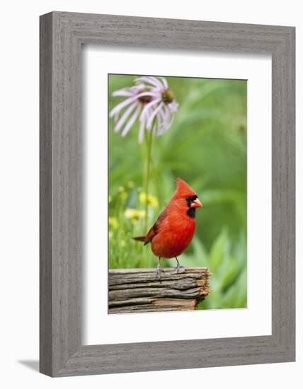 Northern Cardinal on Fence Post by Coneflowers, Marion, Illinois, Usa-Richard ans Susan Day-Framed Photographic Print