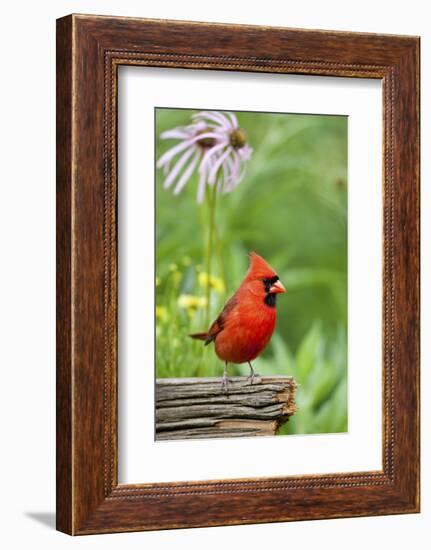 Northern Cardinal on Fence Post by Coneflowers, Marion, Illinois, Usa-Richard ans Susan Day-Framed Photographic Print