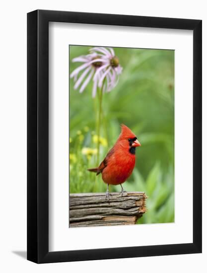 Northern Cardinal on Fence Post by Coneflowers, Marion, Illinois, Usa-Richard ans Susan Day-Framed Photographic Print