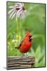 Northern Cardinal on Fence Post by Coneflowers, Marion, Illinois, Usa-Richard ans Susan Day-Mounted Photographic Print