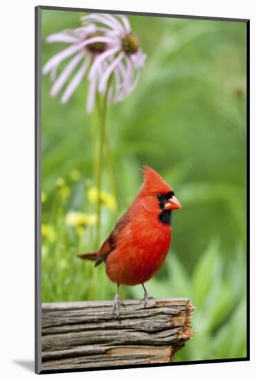 Northern Cardinal on Fence Post by Coneflowers, Marion, Illinois, Usa-Richard ans Susan Day-Mounted Photographic Print