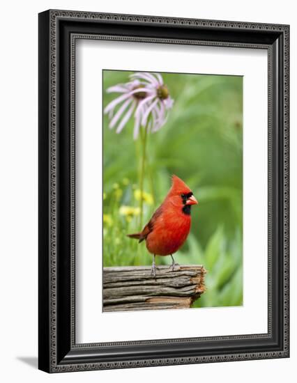 Northern Cardinal on Fence Post by Coneflowers, Marion, Illinois, Usa-Richard ans Susan Day-Framed Photographic Print