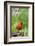 Northern Cardinal on Fence Post by Coneflowers, Marion, Illinois, Usa-Richard ans Susan Day-Framed Photographic Print