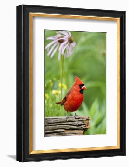 Northern Cardinal on Fence Post by Coneflowers, Marion, Illinois, Usa-Richard ans Susan Day-Framed Photographic Print